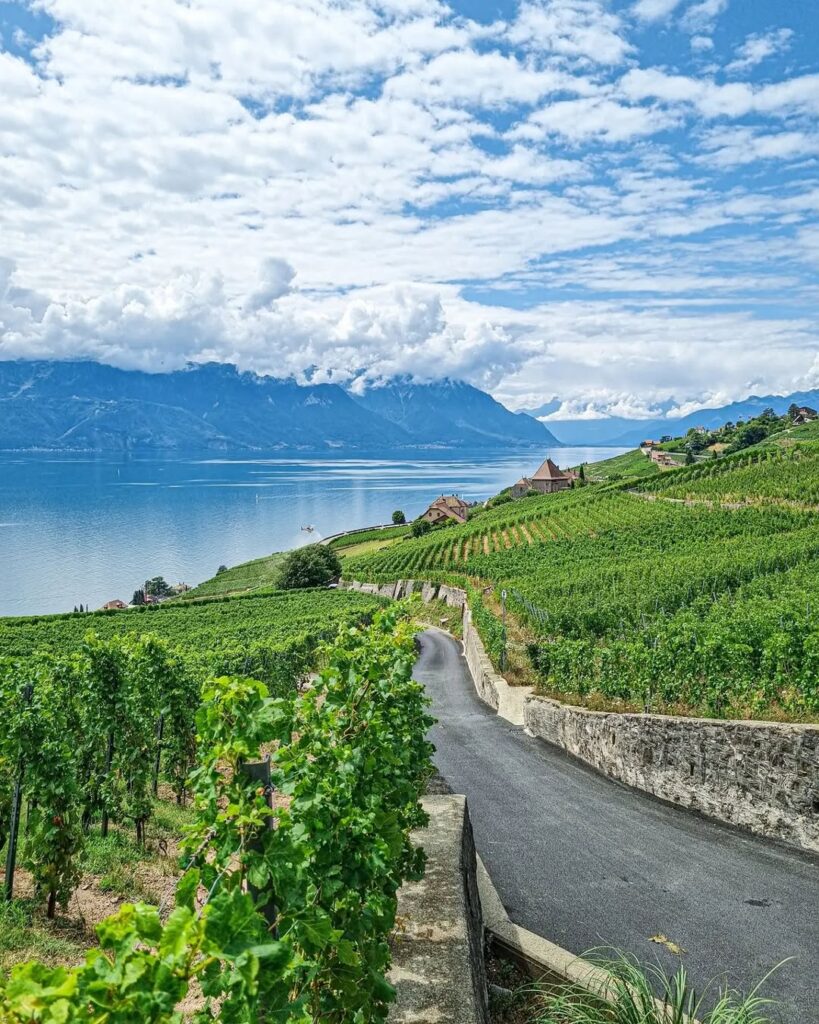 The terraced vineyards of Lavaux, overlooking Lake Geneva and the distant Alps.