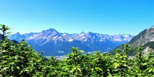 Read more about the article Exploring the Rise of Weed in Zermatt: A Guide to Cannabis Culture and Wellness