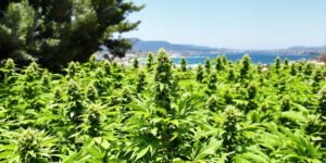 Read more about the article Exploring the Growing Trend of Weed in Limassol: A Comprehensive Guide