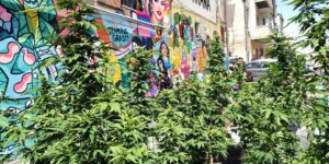 Read more about the article Exploring the Growing Landscape of Weed in Tirana: Culture, Laws, and Trends in 2025