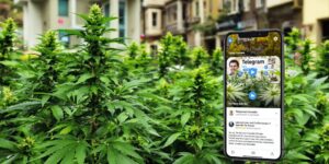 Read more about the article Exploring Sofia Weed Telegram: Your Guide to Local Cannabis Connections