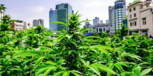 Read more about the article Exploring the Current Landscape of Weed in Manila: Laws, Culture, and Trends in 2025